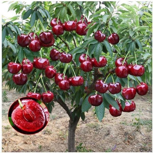 🏆MÁS DE 75.000 UNIDADES VENDIDAS!🌳Semillas de cereza — Cerezas deliciosas y frescas te esperan para que las cosechemos!-ES