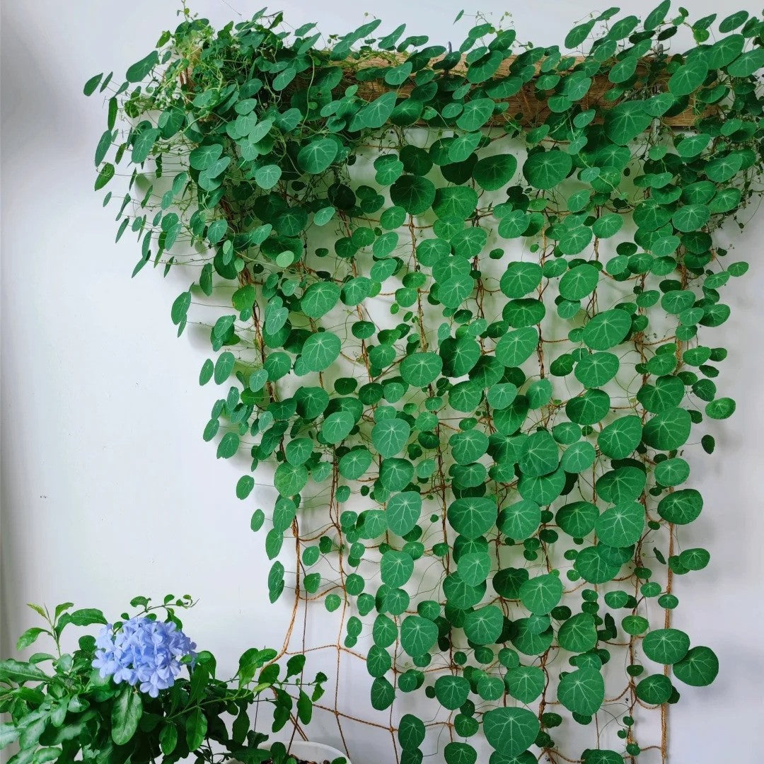 Stephania Erecta: Najmočnejša sobna rastlina za lenuhe-SI