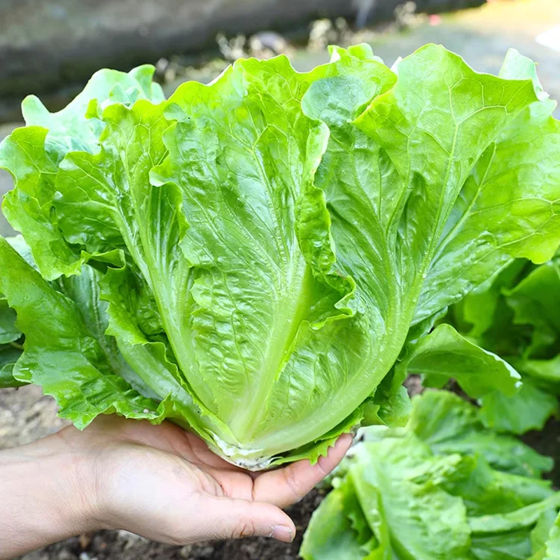 🌱 Cultiva tu propia lechuga italiana a partir de semillas: crujiente, dulce y fácil de cosechar.-ES