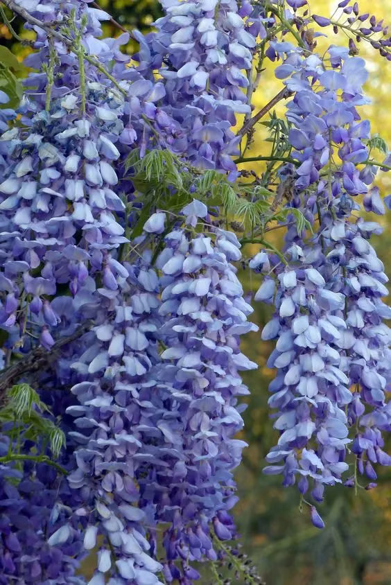 🌸Visterijos sėklos – sodo grožis, žydintis visus metus💗-LT