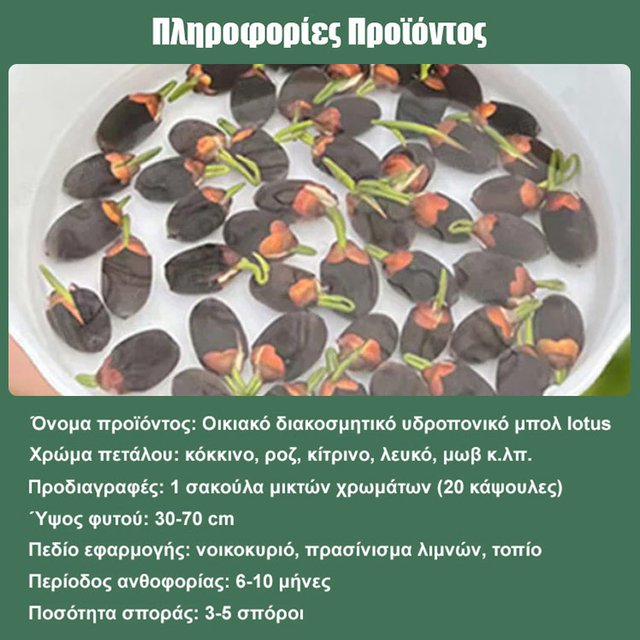 【Lucky Lotus】 Υδάτινο φυτό Lucky Lotus-GR