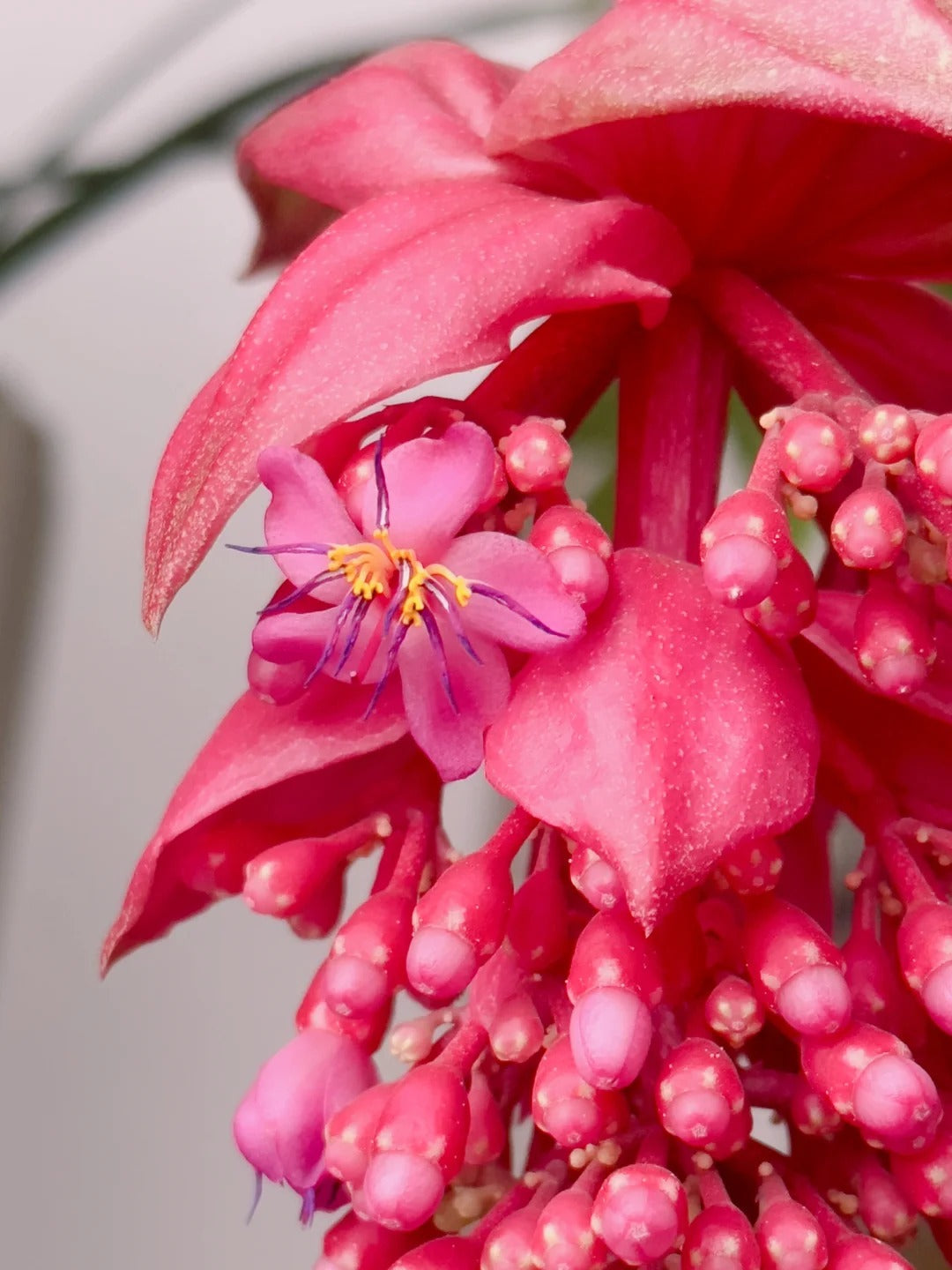 Σπόροι τριανταφυλλιάς - Καλλιεργήστε τη Βασίλισσα των Λουλουδιών στον Κήπο σας-GR