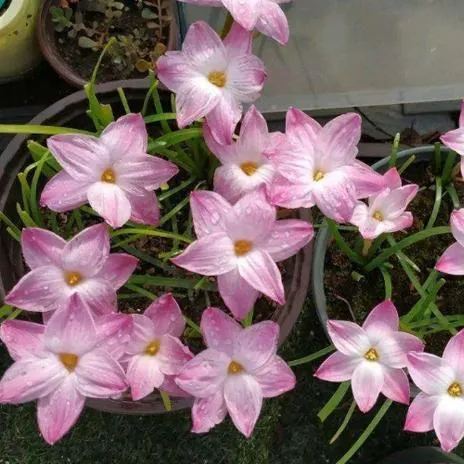 Čebulice dežnih orhidej – cvetijo po drugem dežju-SI