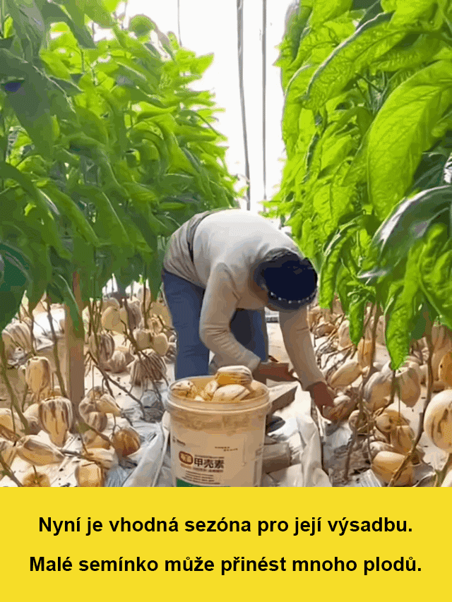 Rodinné črepníkové plody ženšenu patentované semená-SK