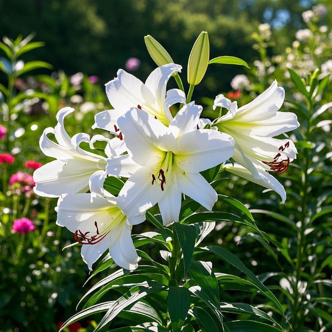 🌺Redke čebulice lilij – sveže in sladke-SI