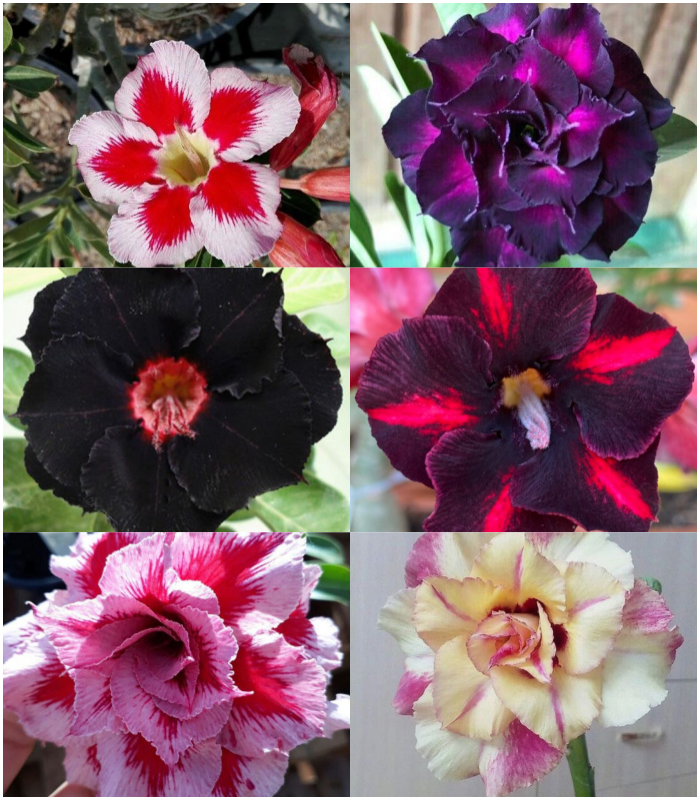 🔥Vzgojite puščavsko kraljico – zdaj po znižani ceni!🎁 😍Rada cveti, dolgo cveti 🌵 Puščavska vrtnica-SI