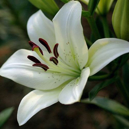 [Voňavejšie ako parfum]Cibuľky ľalií Four Seasons voňajú tisíce kilometrov ďaleko, kvitnú každý rok-SK