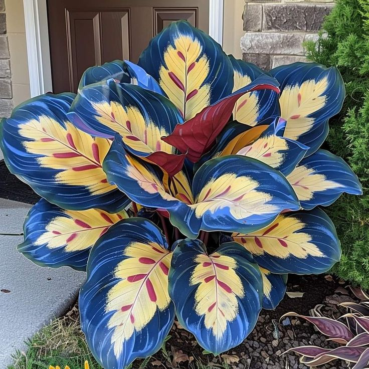 🌿 Πολύχρωμοι σπόροι Hosta – ο βασιλιάς της σκιάς στον κήπο! 🌿-GR