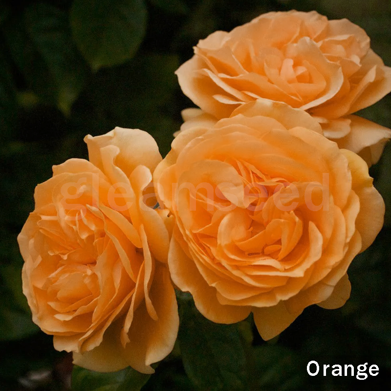 ✨Semena kamelije – 8 romantičnih barv, lepota zimskega cvetenja-SI