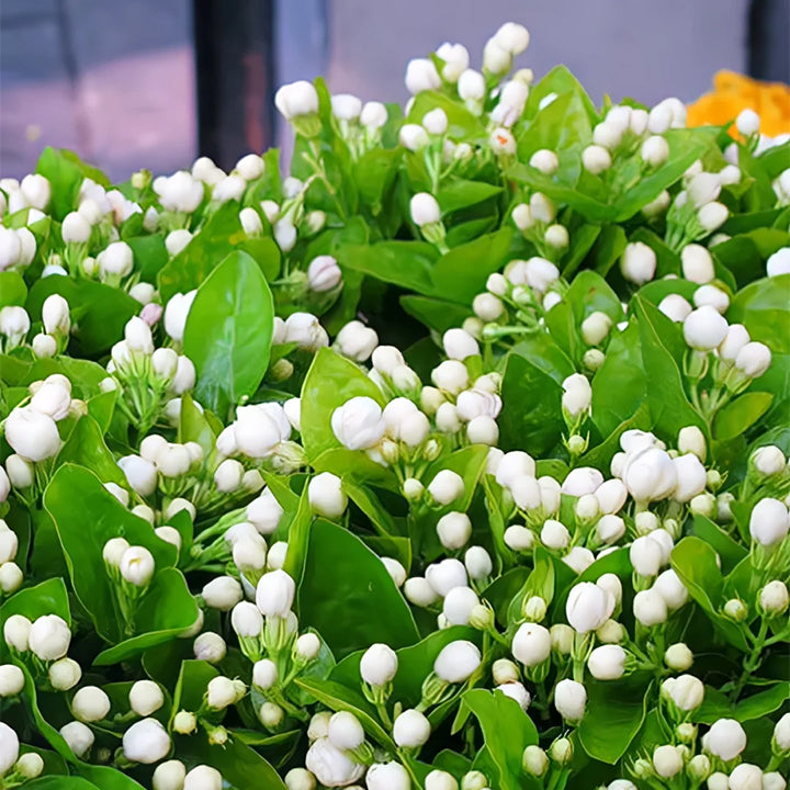 POSLEDNÁ DEŇ ZĽAVA 35% 🌸 Črepníková rastlina jazmín (🌱Zaručené prežitie: Bezplatná výmena🌿)-SK