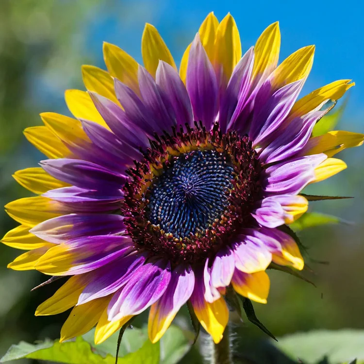 Semillas de girasol Midnight Blaze-ES
