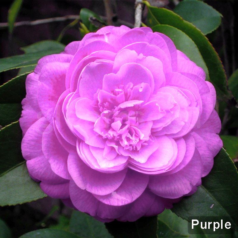 ✨Semena kamelije – 8 romantičnih barv, lepota zimskega cvetenja-SI