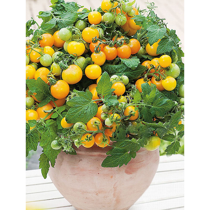 🍅🍅Nykštukinių pomidorų sėklos vazonėliuose-LT