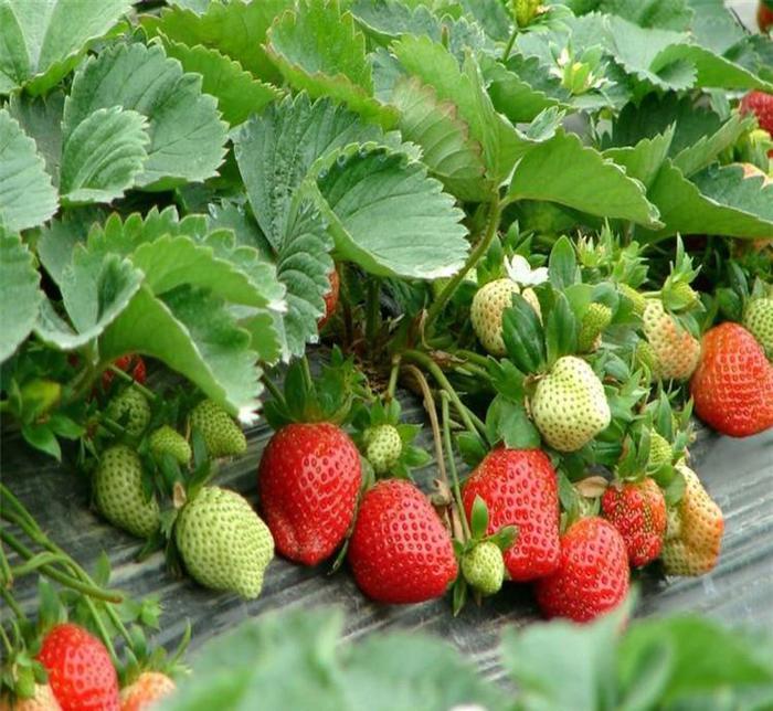 Semená jahôd, ktoré produkujú po celý rok-SK