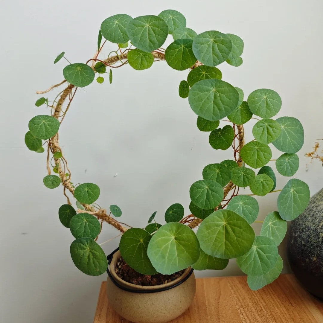 Stephania Erecta: Najmočnejša sobna rastlina za lenuhe-SI