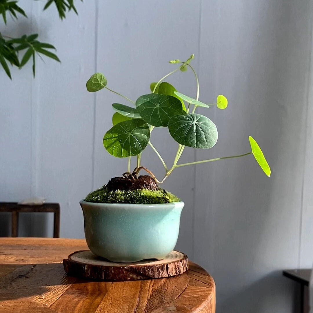 Stephania Erecta: Najmočnejša sobna rastlina za lenuhe-SI