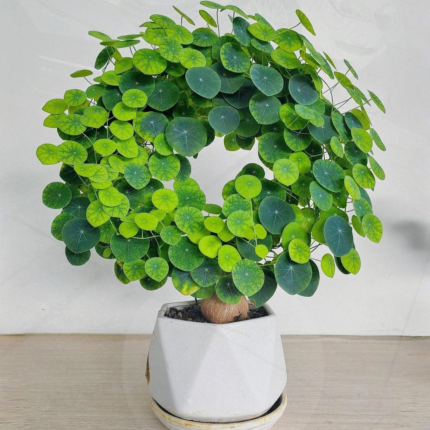 Stephania Erecta: Najmočnejša sobna rastlina za lenuhe-SI