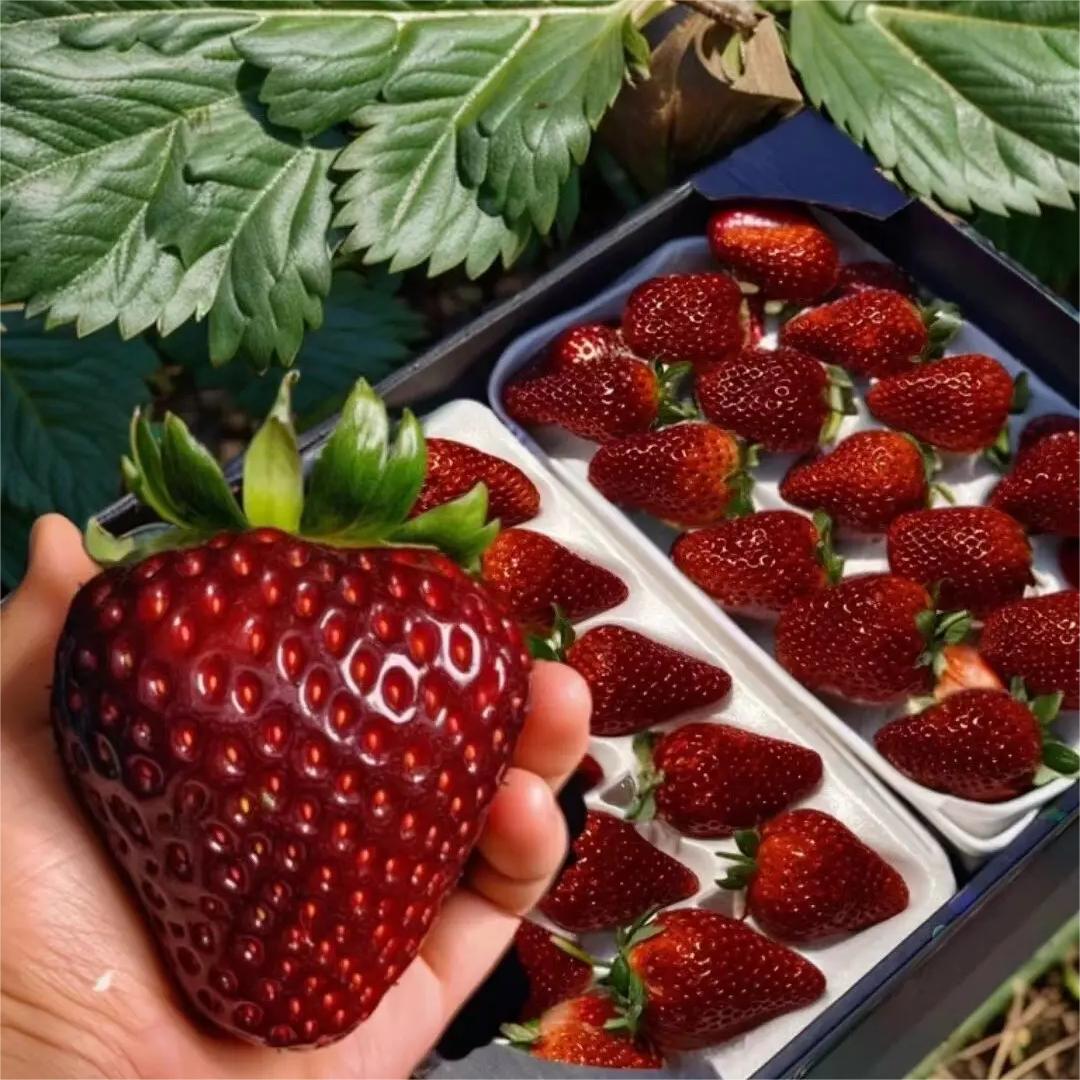 Juodųjų perlų braškių sėklos-LT