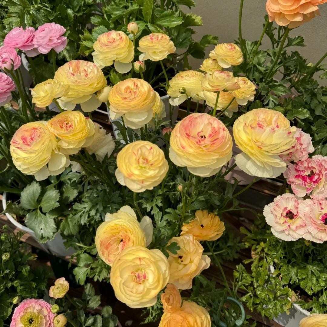 Cibuľky iskerníkov – jemné, elegantné, nezabudnuteľné 🌸-SK