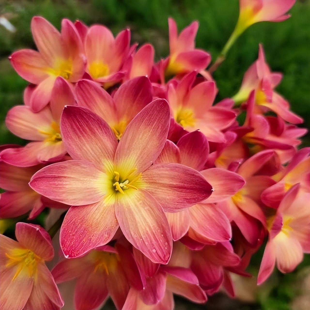 Čebulice dežnih orhidej – cvetijo po drugem dežju-SI