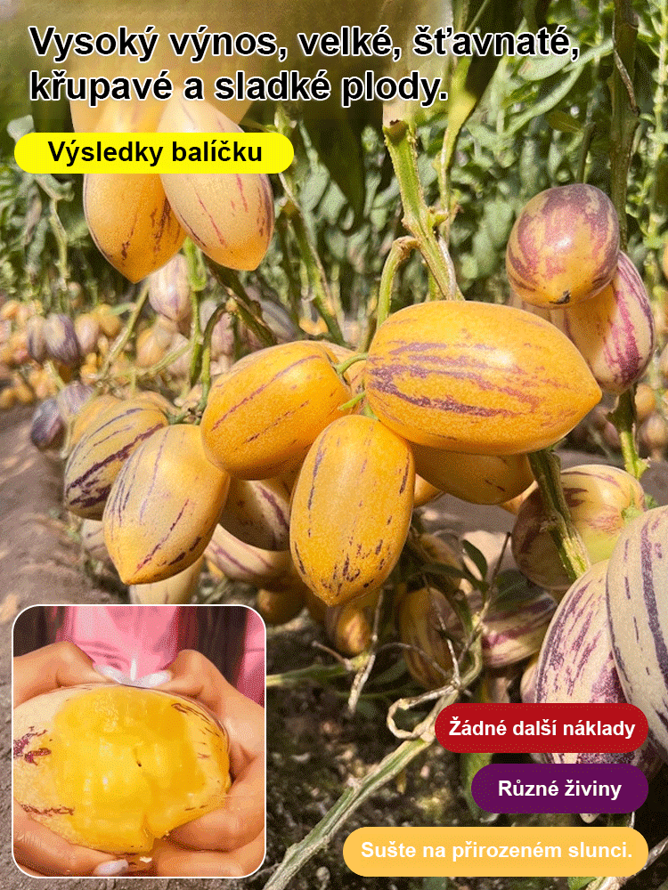 Rodinné črepníkové plody ženšenu patentované semená-SK