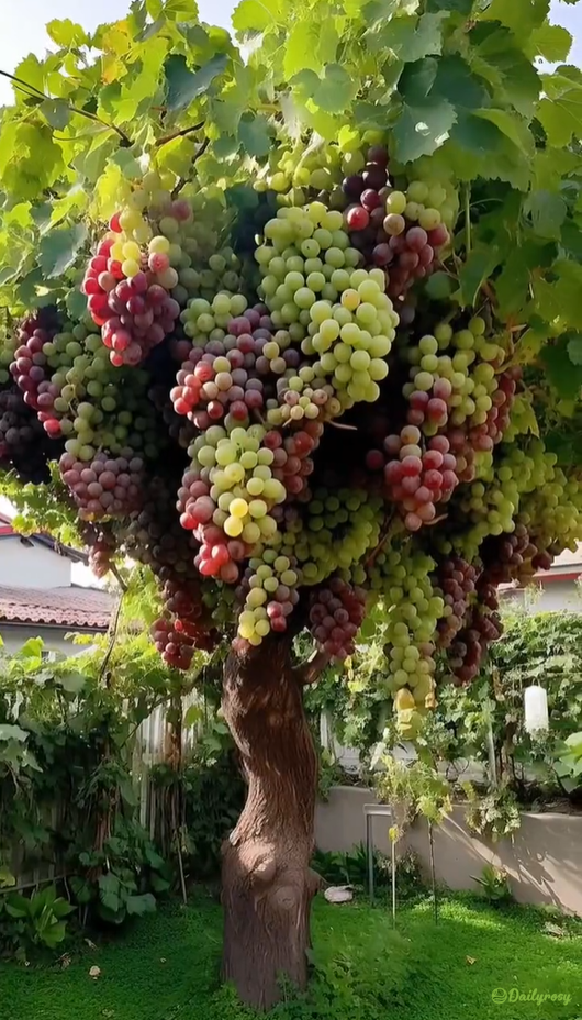 Velika grozdna semena: tanko lupinasta, velika in brez semen 🍇🌿-SI