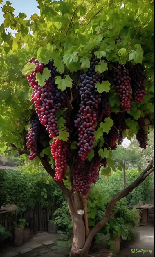 Milžiniškos vynuogių sėklos: plonaodės, didelės ir be sėklų 🍇🌿-LT