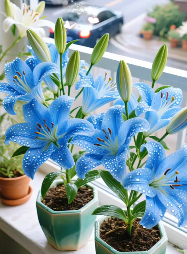 🌺Redke čebulice lilij – sveže in sladke-SI