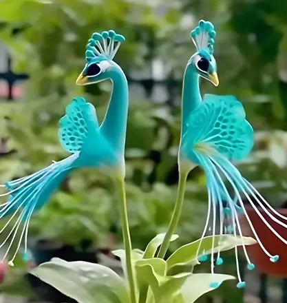 🌺 Peacock orchidėjų sėklos-LT