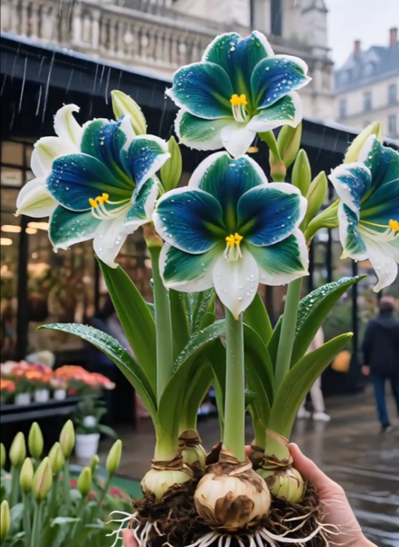 Bulbos de amaryllis perfumados con pétalos dobles--ES