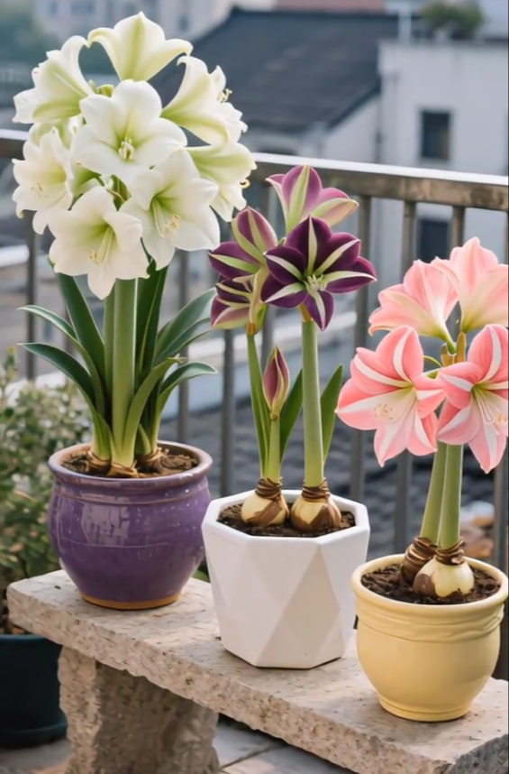 Bulbos de amaryllis perfumados con pétalos dobles--ES