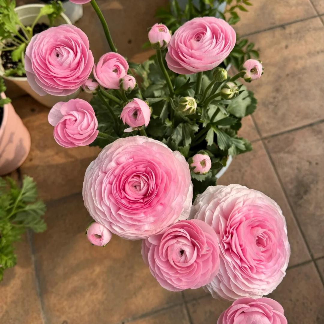 Cibuľky iskerníkov – jemné, elegantné, nezabudnuteľné 🌸-SK