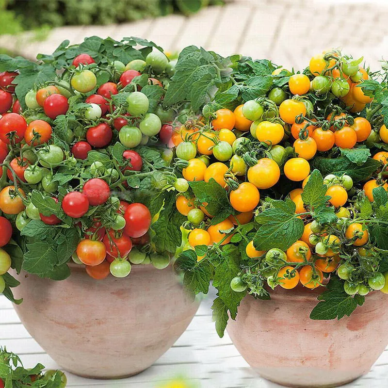 🍅🍅Nykštukinių pomidorų sėklos vazonėliuose-LT