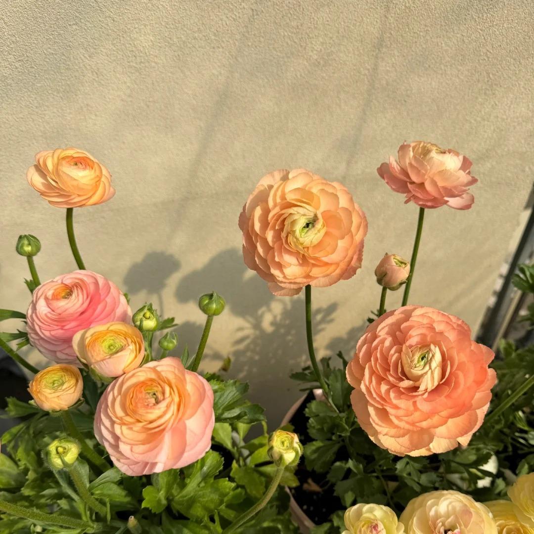 Cibuľky iskerníkov – jemné, elegantné, nezabudnuteľné 🌸-SK