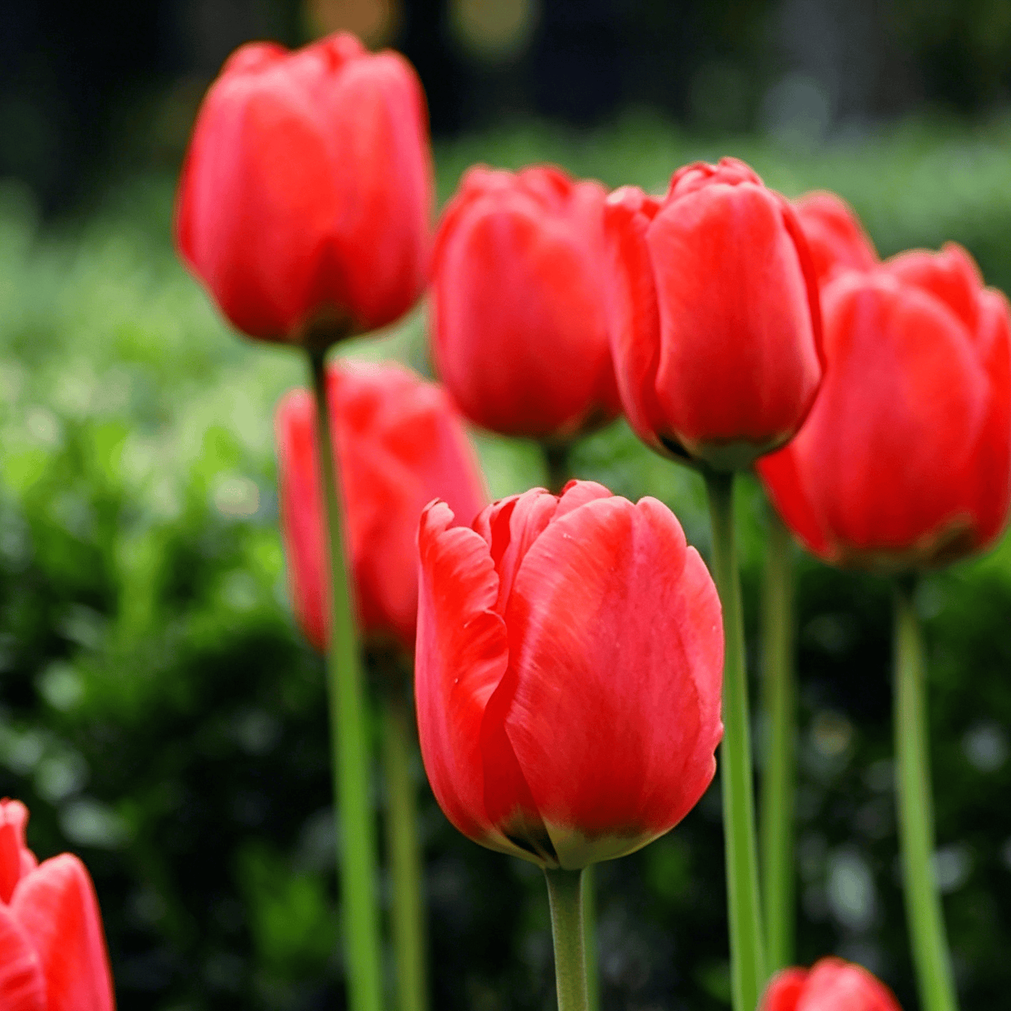 🌷Retos tulpių sėklos – spalvingi pavasario žiedai vazonams, apvadams ir sodams-LT