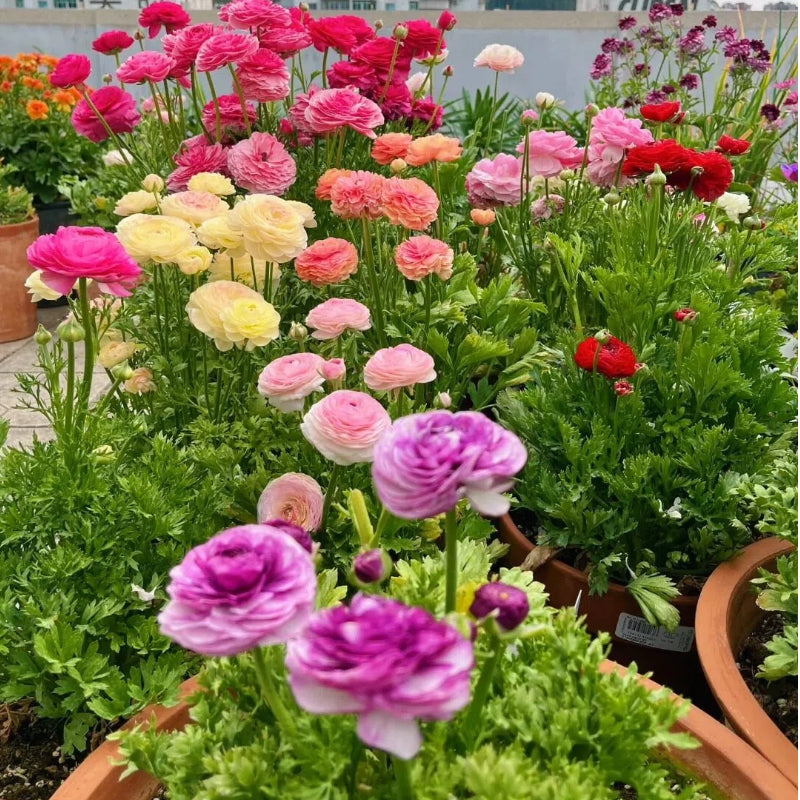 Cibuľky iskerníkov – jemné, elegantné, nezabudnuteľné 🌸-SK