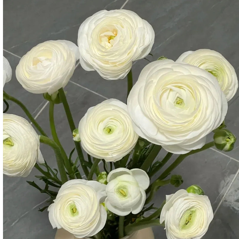 Cibuľky iskerníkov – jemné, elegantné, nezabudnuteľné 🌸-SK