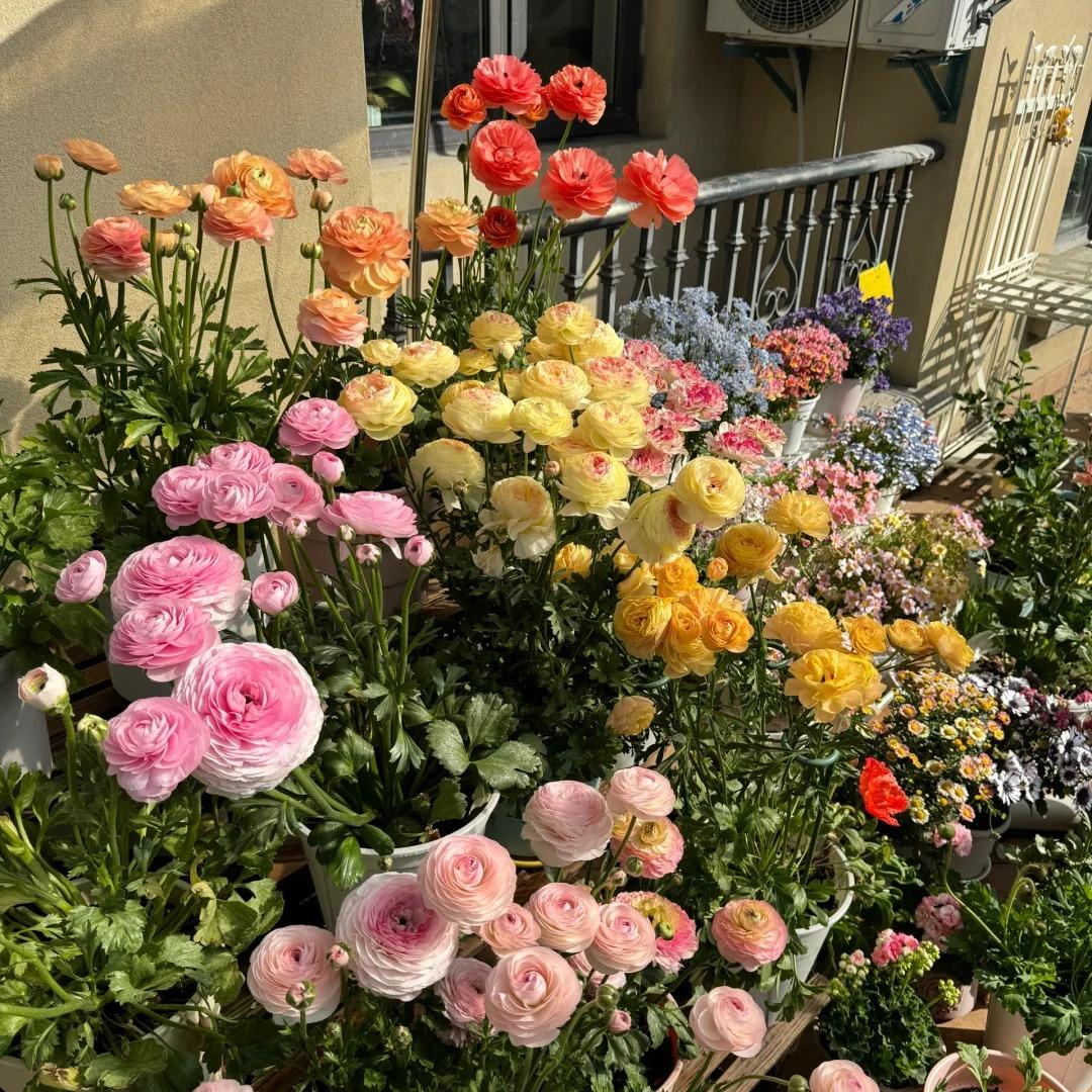 Cibuľky iskerníkov – jemné, elegantné, nezabudnuteľné 🌸-SK