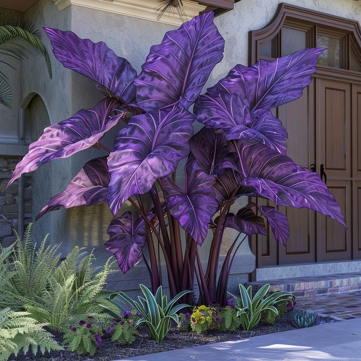 Čebulice alokazije severne safirne barve - velikanke🍃 Preobrazite svoj prostor s tropsko veličino-SI