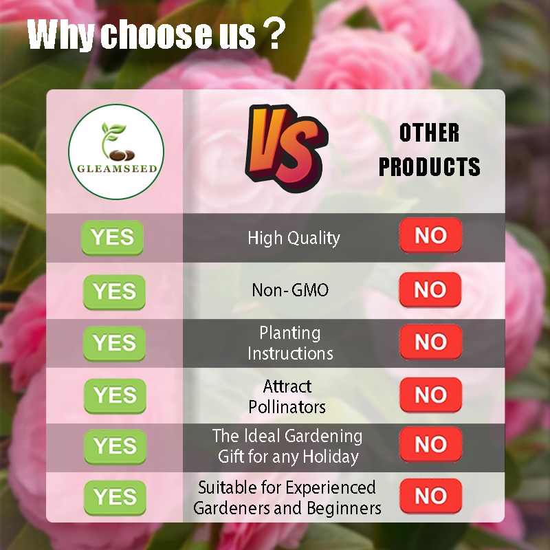 ✨Semena kamelije – 8 romantičnih barv, lepota zimskega cvetenja-SI