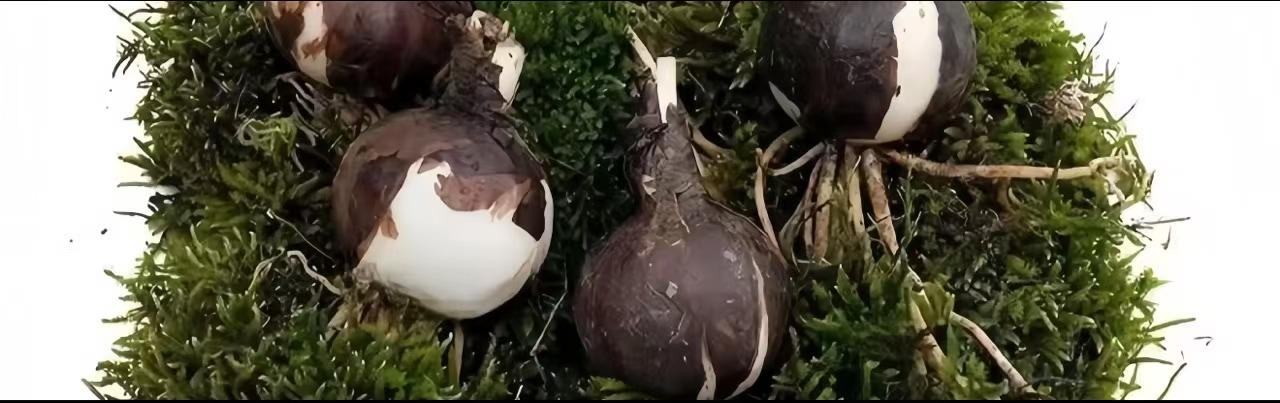 💕 Κάντε τις ευχές σας πραγματικότητα: Βολβοί Ευχών – Ένα θαύμα ανθοφορίας για κάθε σπίτι🌷-GR