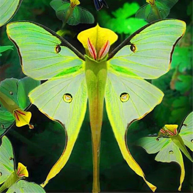 Σπόροι λουλουδιών Magic Angel Butterfly-GR