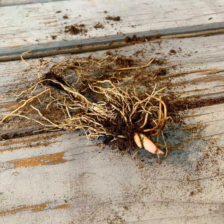 💐ΚΡΙΝΟΣ ΤΗΣ ΚΟΙΛΑΔΑΣ – Η ΕΥΤΥΧΙΑ ΦΤΑΝΕΙ-GR