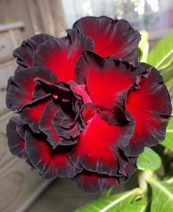 🔥Vzgojite puščavsko kraljico – zdaj po znižani ceni!🎁 😍Rada cveti, dolgo cveti 🌵 Puščavska vrtnica-SI