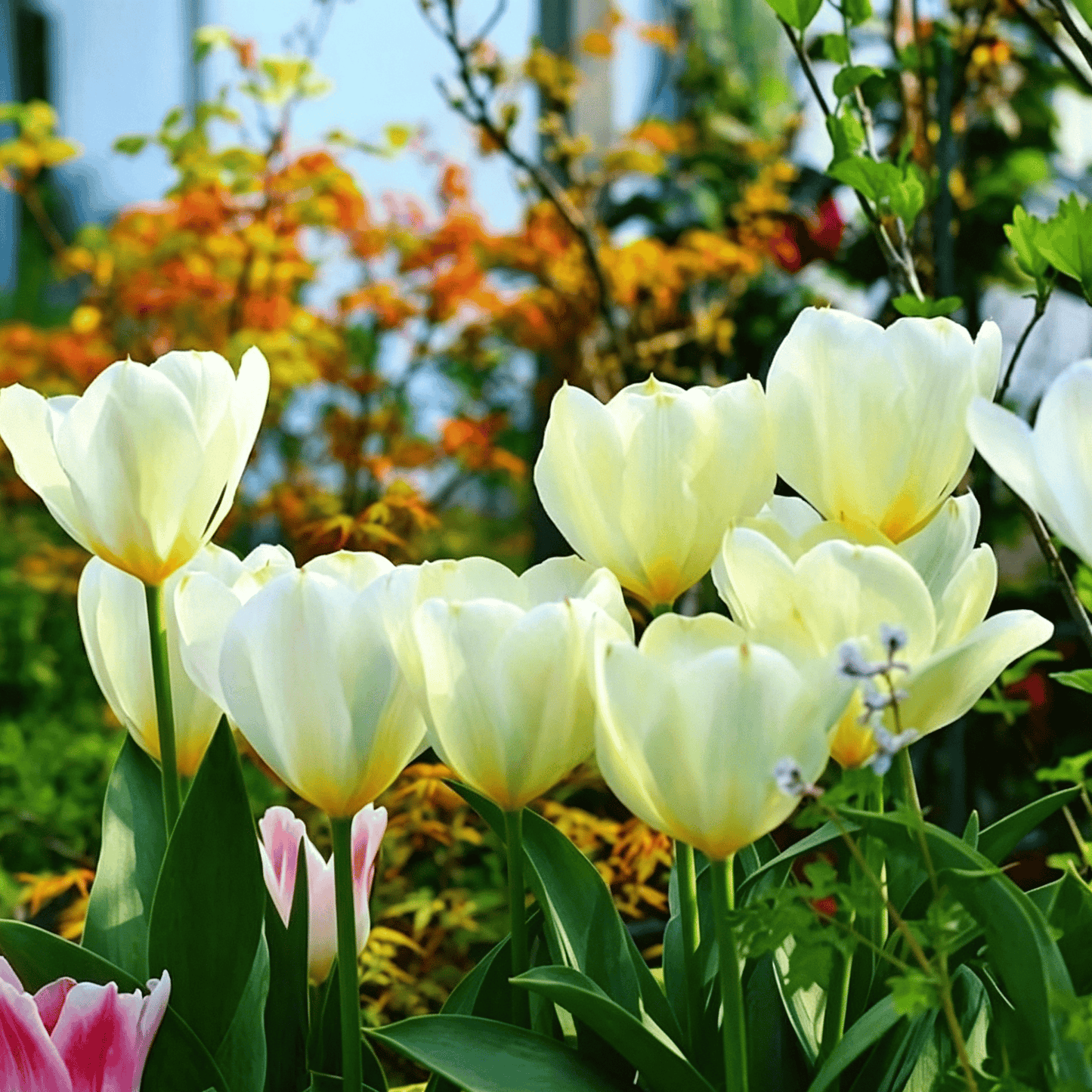 🌷Retos tulpių sėklos – spalvingi pavasario žiedai vazonams, apvadams ir sodams-LT