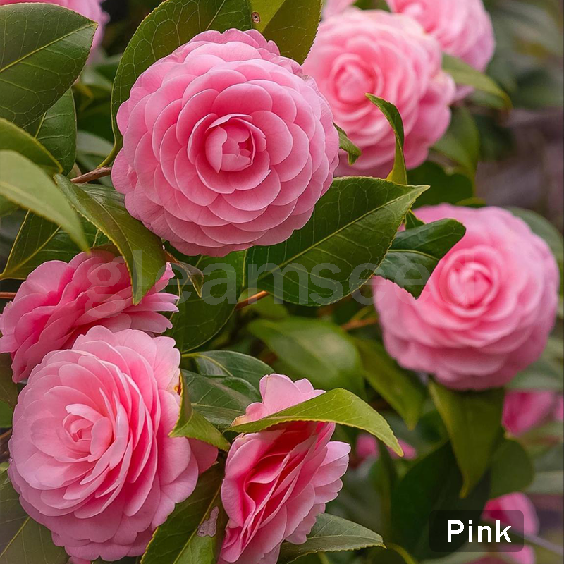 ✨Semena kamelije – 8 romantičnih barv, lepota zimskega cvetenja-SI