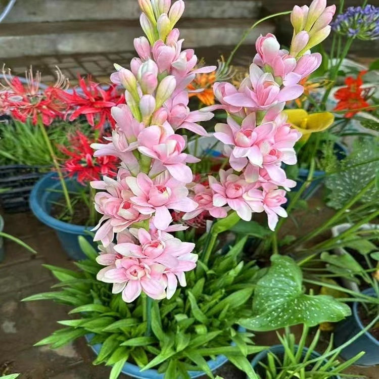 Dvojna tuberoza 🌸 - Velik čebulast cvet-SI