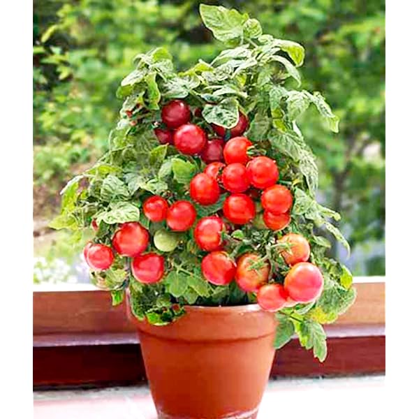 🍅🍅Nykštukinių pomidorų sėklos vazonėliuose-LT