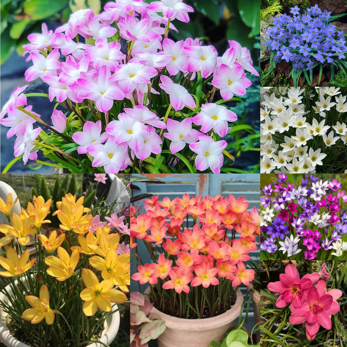 Čebulice dežnih orhidej – cvetijo po drugem dežju-SI