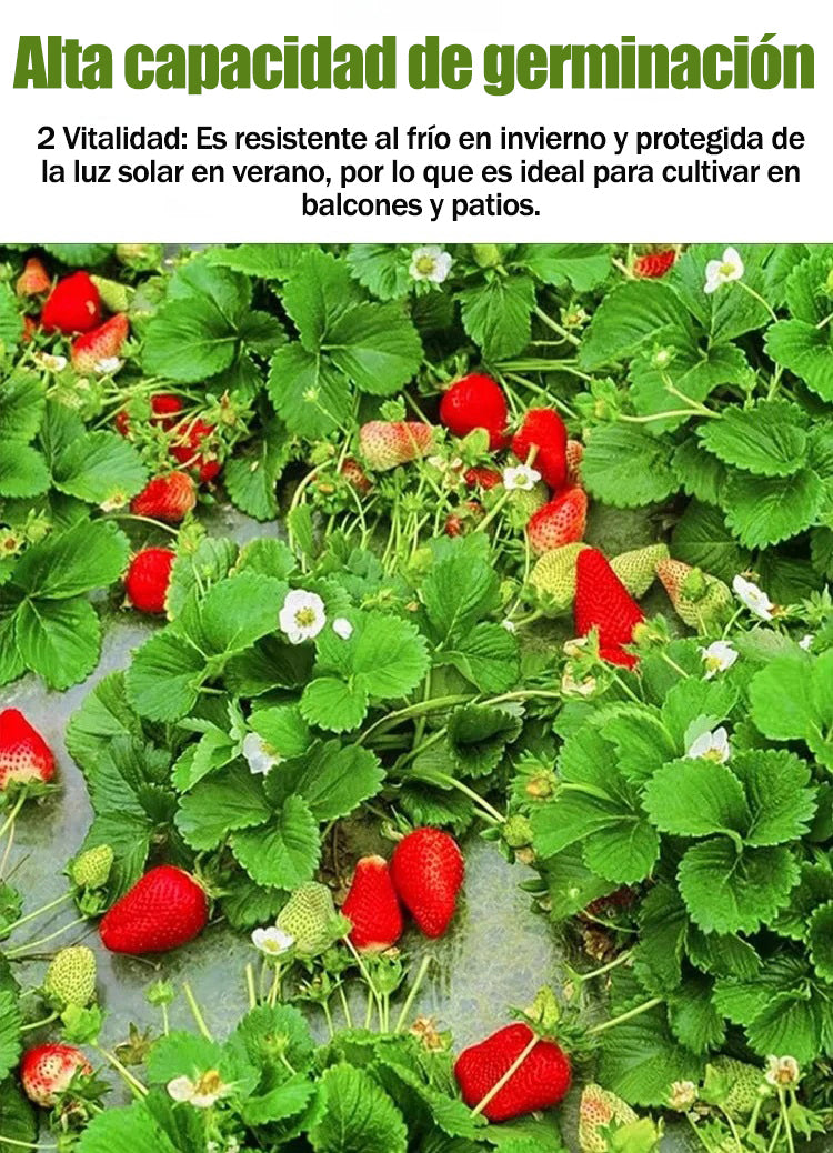 Semillas de fresa con crema de cuatro estaciones-ES